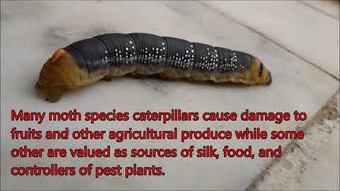 Caterpillar:  Basic Information