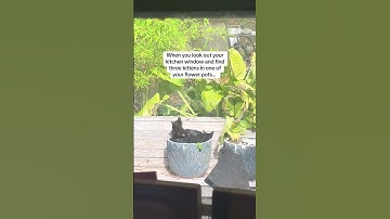 I guess that catnip went to seed? #humor #cats #kittens #romcomauthor #adorable #funny #flowers