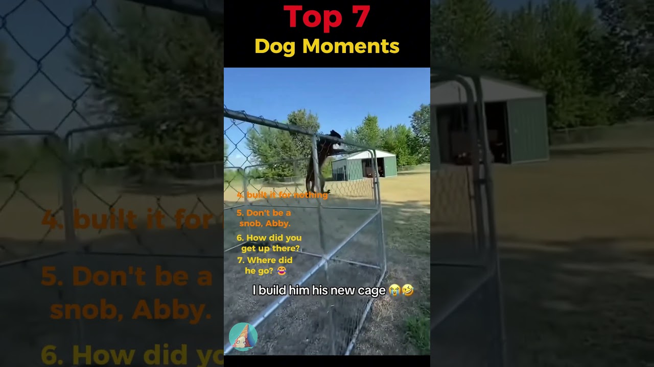 Top 7 Dog Moments