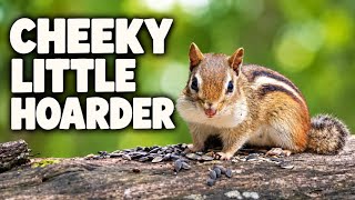 Cheeky Little Hoarder 🐿️ | 10 Hours of Chipmunk Watching & Forest Relaxation
