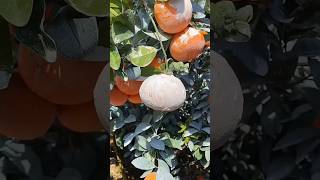 Celebrity Most Juicy Orange 🍊.#orange #food #education #viral #shorts #china #japan Profile