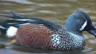 Australian Shoveler duck, just 5 feet from me, on the bank. Brandon County Park