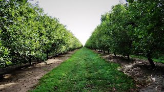 The Incredible Process of Harvesting Macadamia, Cashew & Pistachios | Millions of Nuts Unveiled!