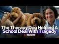 The Therapy Dog Helping A School Deal With Tragedy