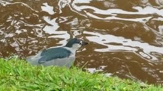 Bird Catches Fish - PART 1 by Connie Levenhagen Niemi 169 views 6 years ago 27 seconds