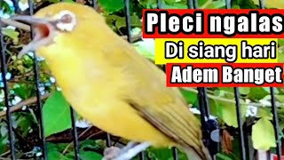 mendengar PLECI NGALAS di siang hari rasanya ADEM BANGET.
