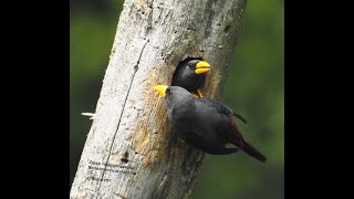Burung rio rio ,Jalak tunggir merah di alam liar
