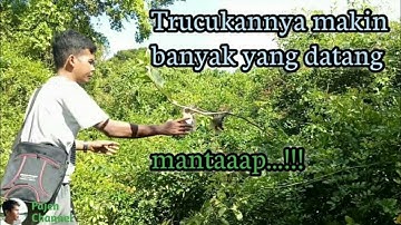 Mikat Burung Trucukan  Super Mantaaap...!!!