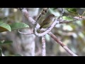 Dusky-capped Greenlet (Hylophilus hypoxanthus) at the Tapajos National Forest