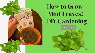 How to Grow your own Mint Leaves// DIY Gardening