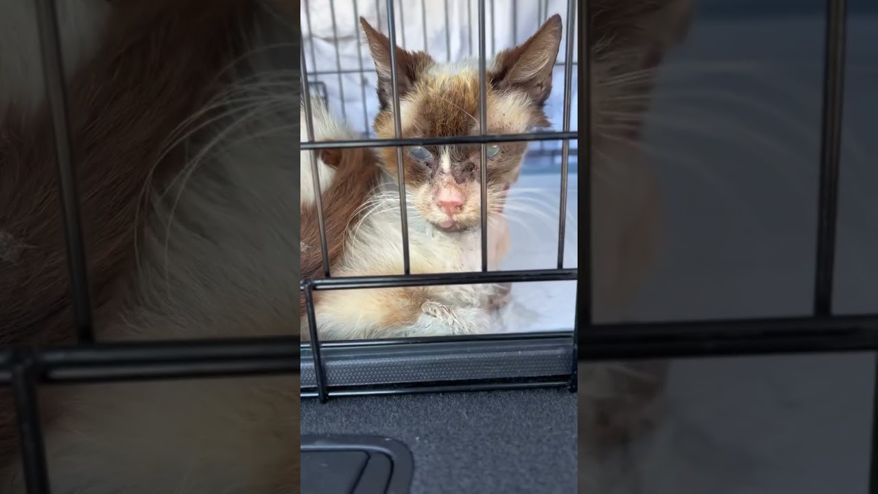 Merlin's got an update [READ BELOW]