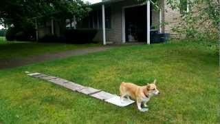 Dog Walk 2 on 2 off