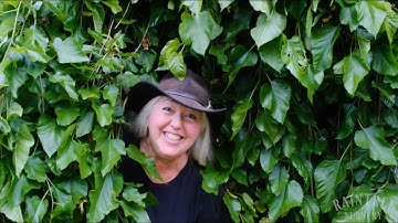 Raintree Nursery: Weeping Mulberry!