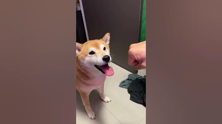 The Shiba got FED these hands for lunch - DayDayNews