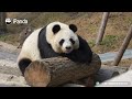 【Life Of Returnee Pandas】Episode 69 Jin Baobao, A Panda Who Truly Loves Every Bite | iPanda