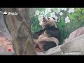 【Life Of Returnee Pandas】Episode 69 Jin Baobao, A Panda Who Truly Loves Every Bite | iPanda