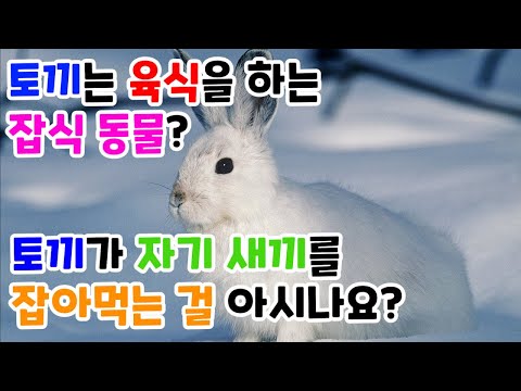 토끼는 초식 동물이 아닌, 육식을 하는 잡식 동물?
