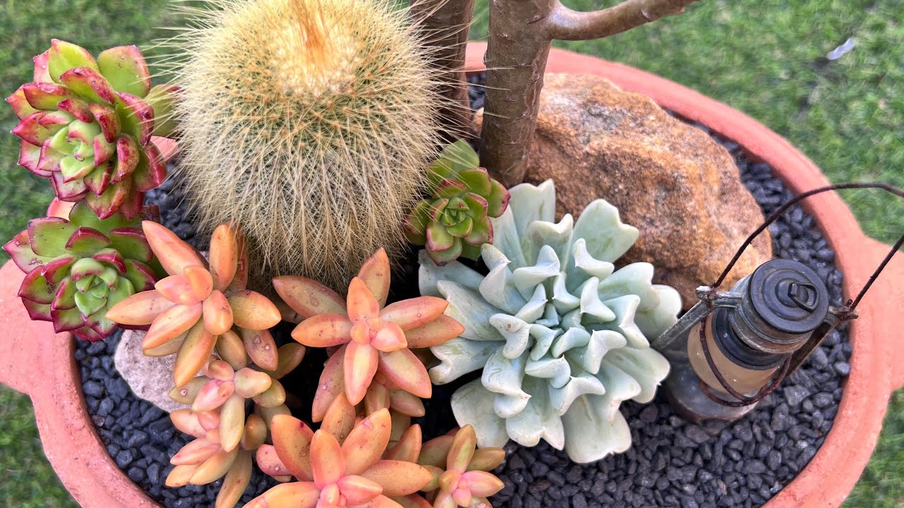 Planting A Simple Cacti Garden - A Beautiful Mess