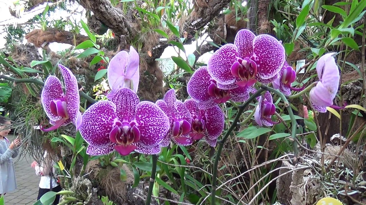 ORQUIDÁRIO DE ESTEPONA