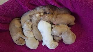 Goldendoodles Moyan sized (35 47lbs) - 2 weeks old by Chattahoochee Kennels 227 views 3 months ago 2 minutes, 10 seconds