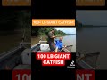 100 + LB GIANTCatfish!! #catfish #fishing #rivermonsters #short