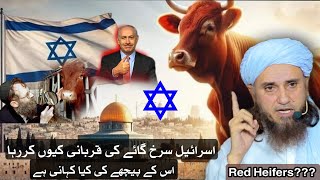 Red Heifer In Israel Full Story Mufti Tariq Masood 