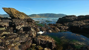 Relaxing & Peaceful Ocean Waves Flowing into Rocks filled w Sea Life at Low Tide - Carmel, CA