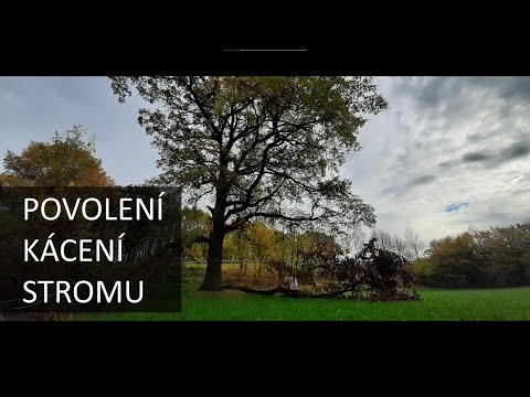 Povolení kácení stromu