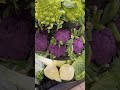 Different Type Of Cauliflower Gobhi Green Purple Variety