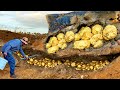 Lucky man found huge nuggets of gold treasure under stone  discovered huge treasure golds by hands