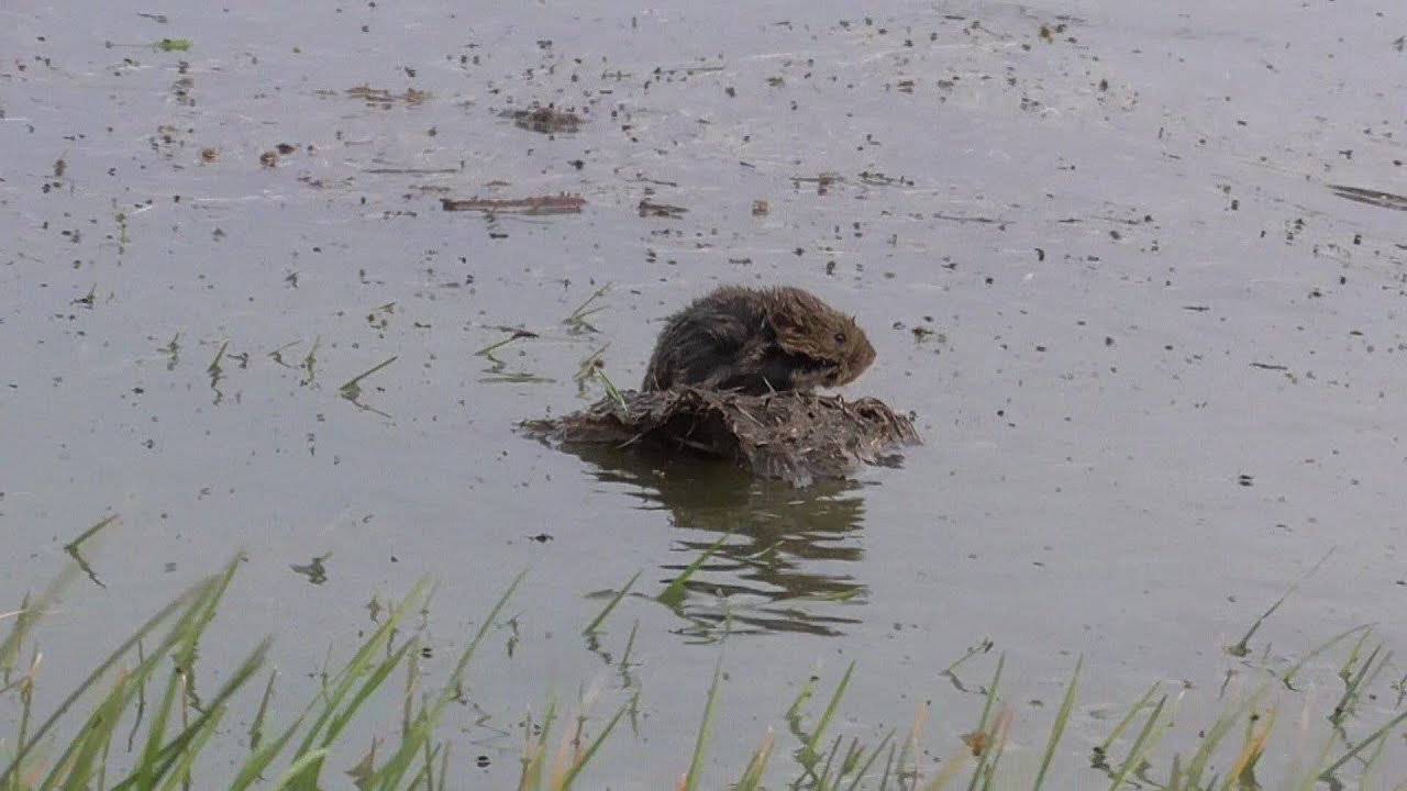 Veldmuizen in nood op Noard-Fryslân Bûtendyks, oktober 2025