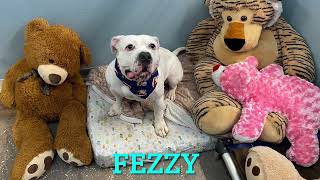 SPCA Suncoast