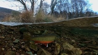 Arctic Charr Relics Of The Ice Age