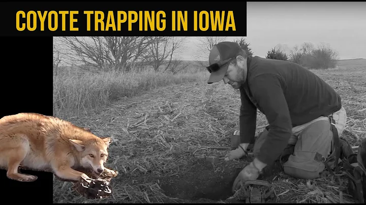 COYOTE TRAPPING IN IOWA  |  ADVANTAGE WHITETAIL