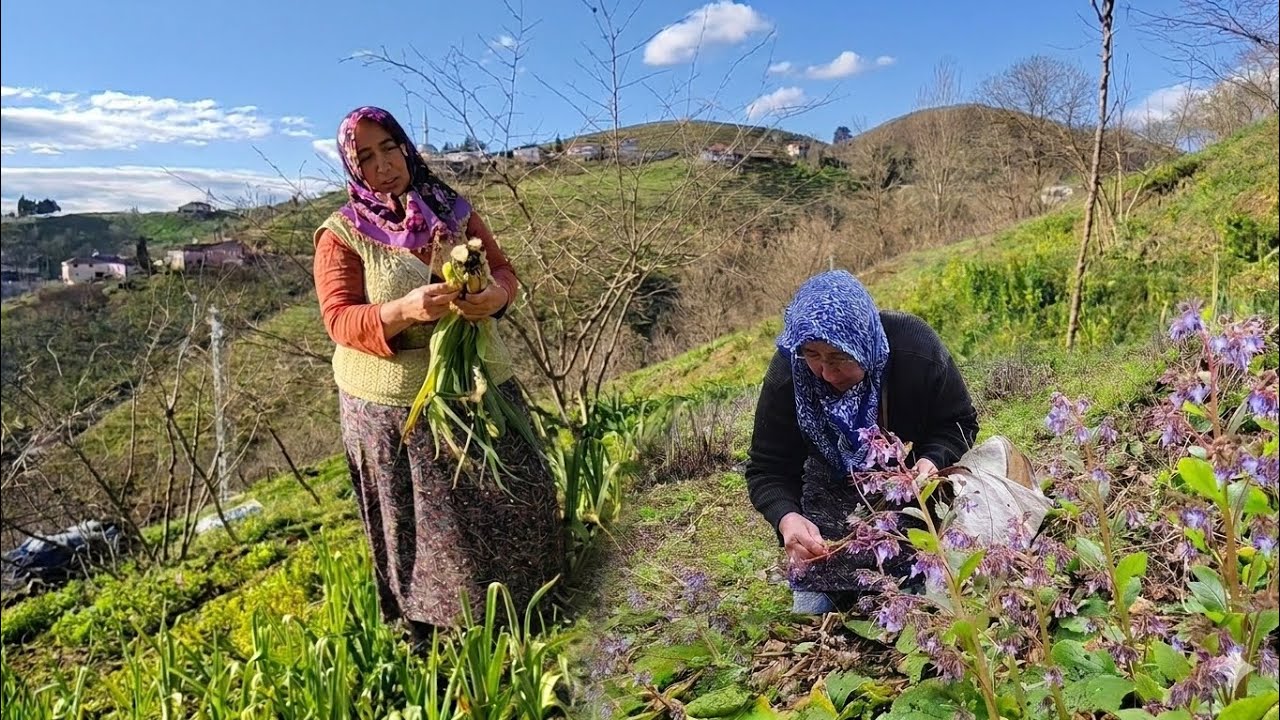 Karadeniz’de Doğal Yemek: Pırasalı Kaldırık Otu Kavurması Karadeniz’de Doğal Yemek: Pırasalı Kaldırık Otu Kavurması