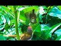 Dad Delivers Food to Mom for His New Babies (2) – Tailorbird Sewing Nest With Tree Leaves (Ep26)