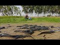 amazing fishing!  a fisherman catch catfish a Iot in canaI at rice fieldwhen dry season by hand