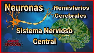 Bases Biologicas de la CONDUCTA #1 / Las Neuronas y el Sistema Nervioso Central Bases Biologicas de la CONDUCTA #1 / Las Neuronas y el Sistema Nervioso Central