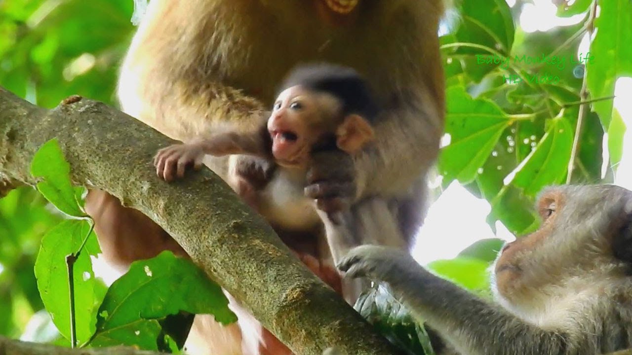 So terrifying! baby Dax cry loudly, mom daisy tries to help baby when monkey Bonita steal baby Dax