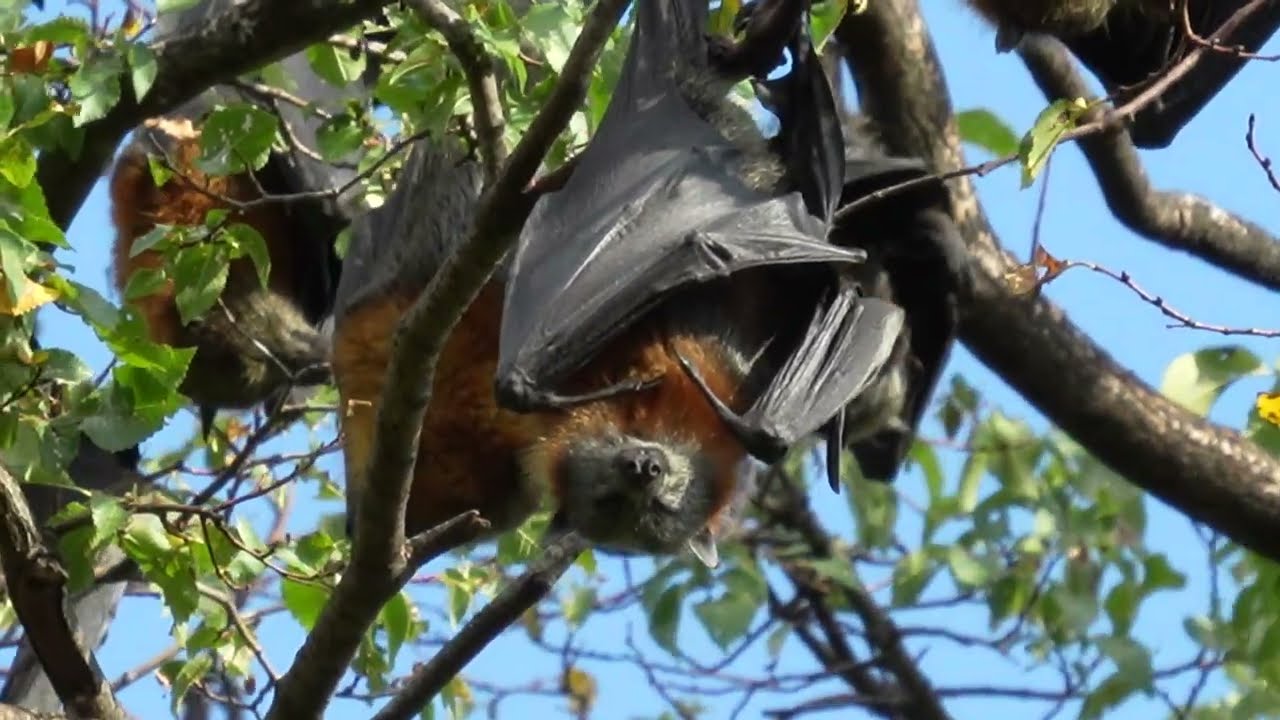 FLYING FOX COLONY