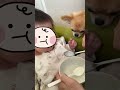 どうにかこうにか食べたい🐶#いぬのいる生活 #チワワ #犬と赤ちゃん