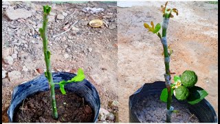 How To Graft Kaffir Lime Eyes