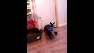 Dog Trying To Make Friends With Rabbit