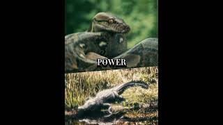 PYTHON VS ALLIGATOR (ANIMAL 1V1 SEASON 1 EPISODE 2)