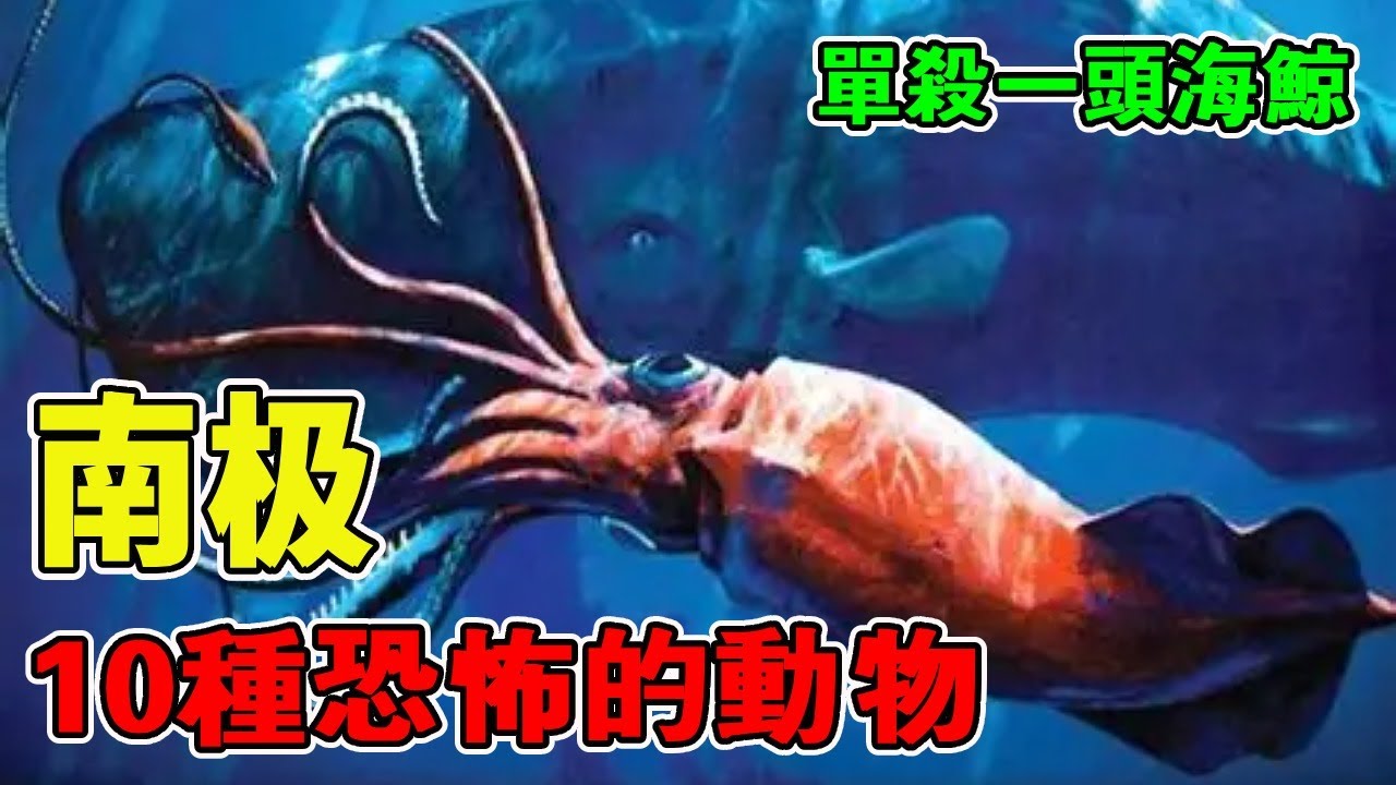 生活在南極的10種恐怖的動物，排名第五的單挑大白鯊，可能一輩子都看不到！ 