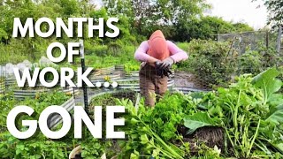 Why I'm Ripping Out My Entire Garden