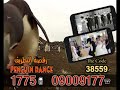 إعلان نغمات رقصة البطريق - Penguin Dance