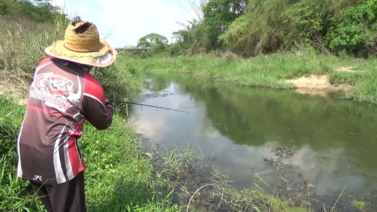 ตีเลาะข้างช่อนใหญ่ลำห้วยกัดกบโดดแก้คัน4.5สีทอง