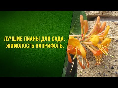 Видео: Клуб на градинарите Каприфол