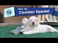 AKC's Meet the Clumber Spaniel の動画、YouTube動画。